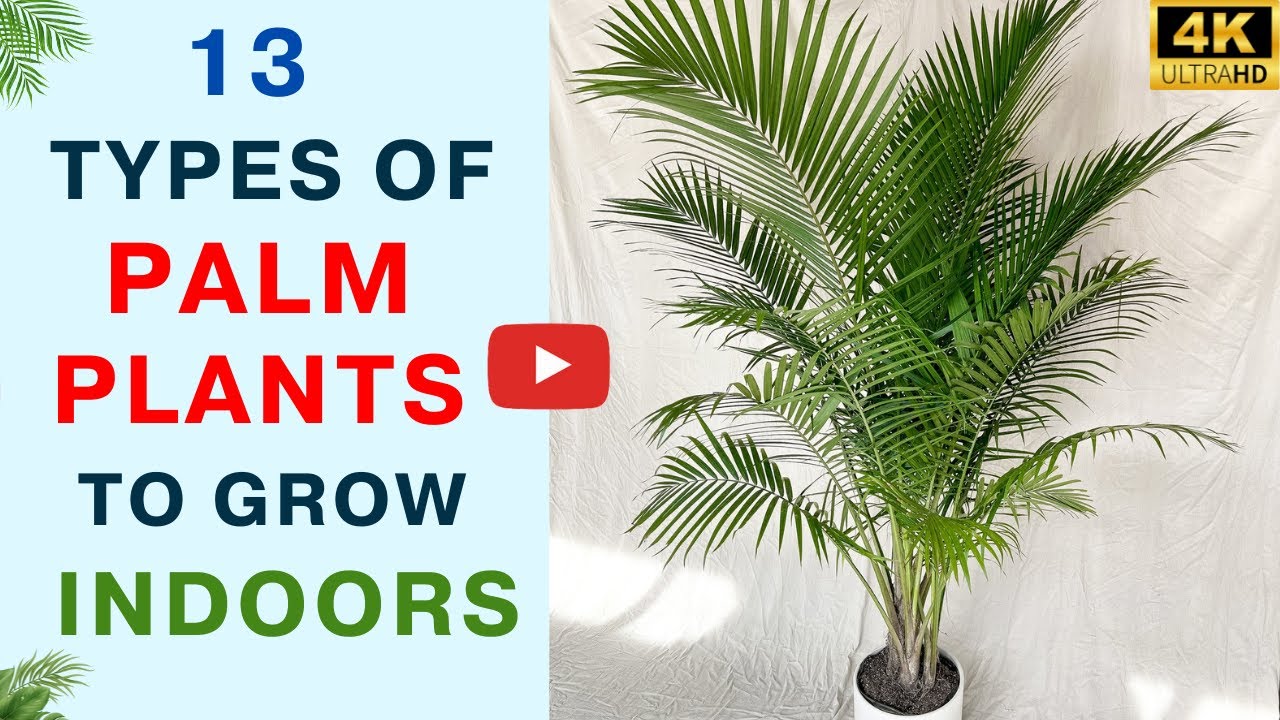 13 Types of Palm Plants to Grow Indoors | Soil To Sow
