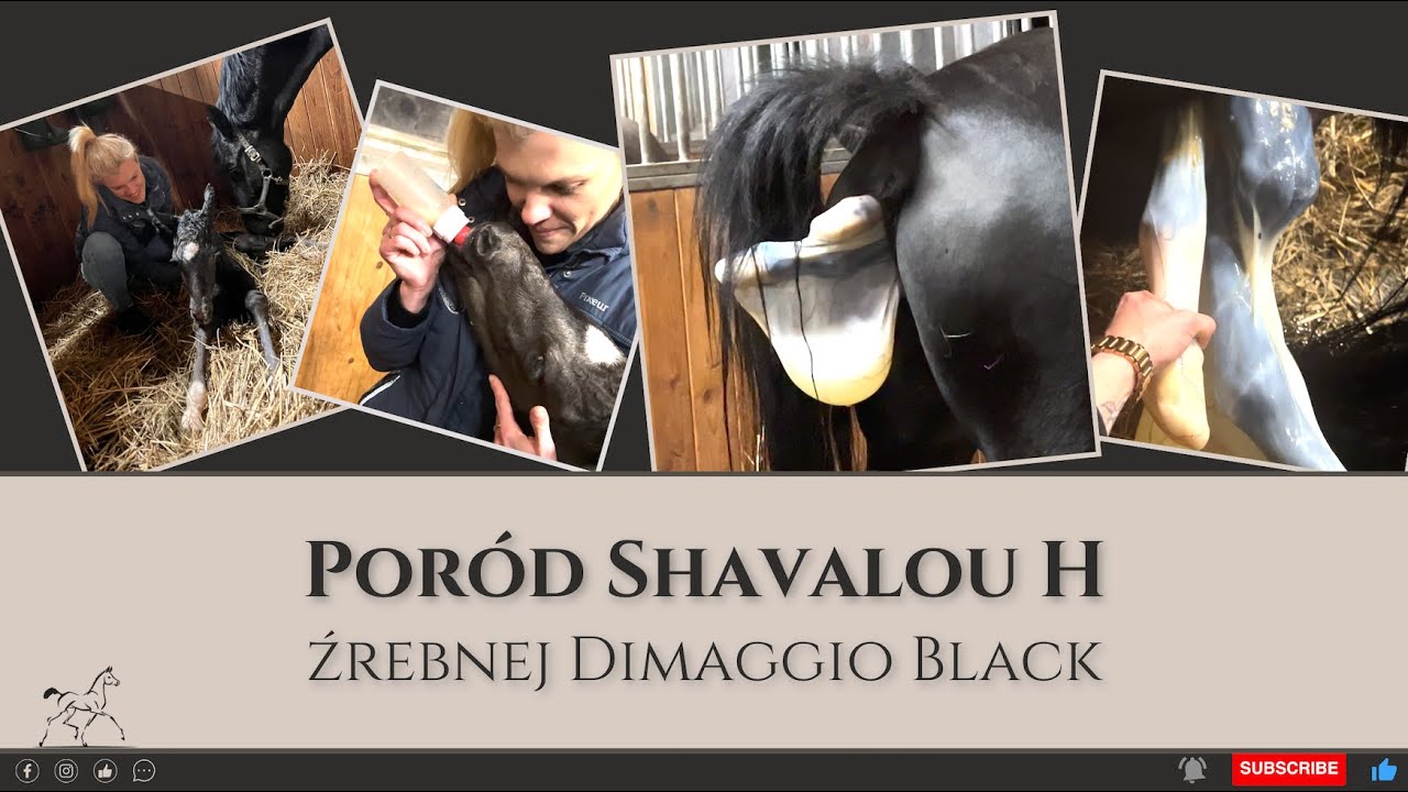Poród klaczy Shavalou i narodziny Dimalou (Dimaggio Black x So Unique)