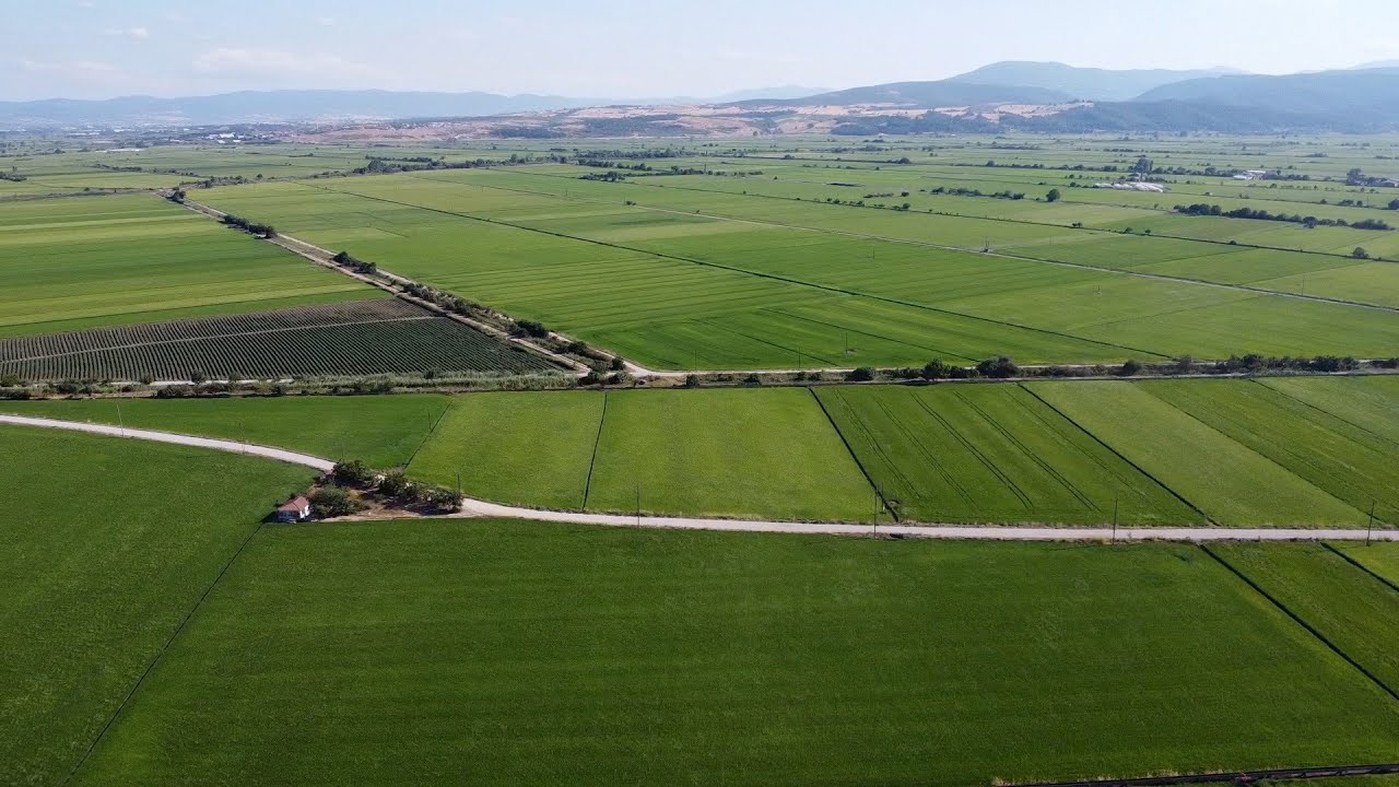 DJI AGRAS T40 İLE ÇELTİK TARLAMIZA GÜBRE ATIYORUZ