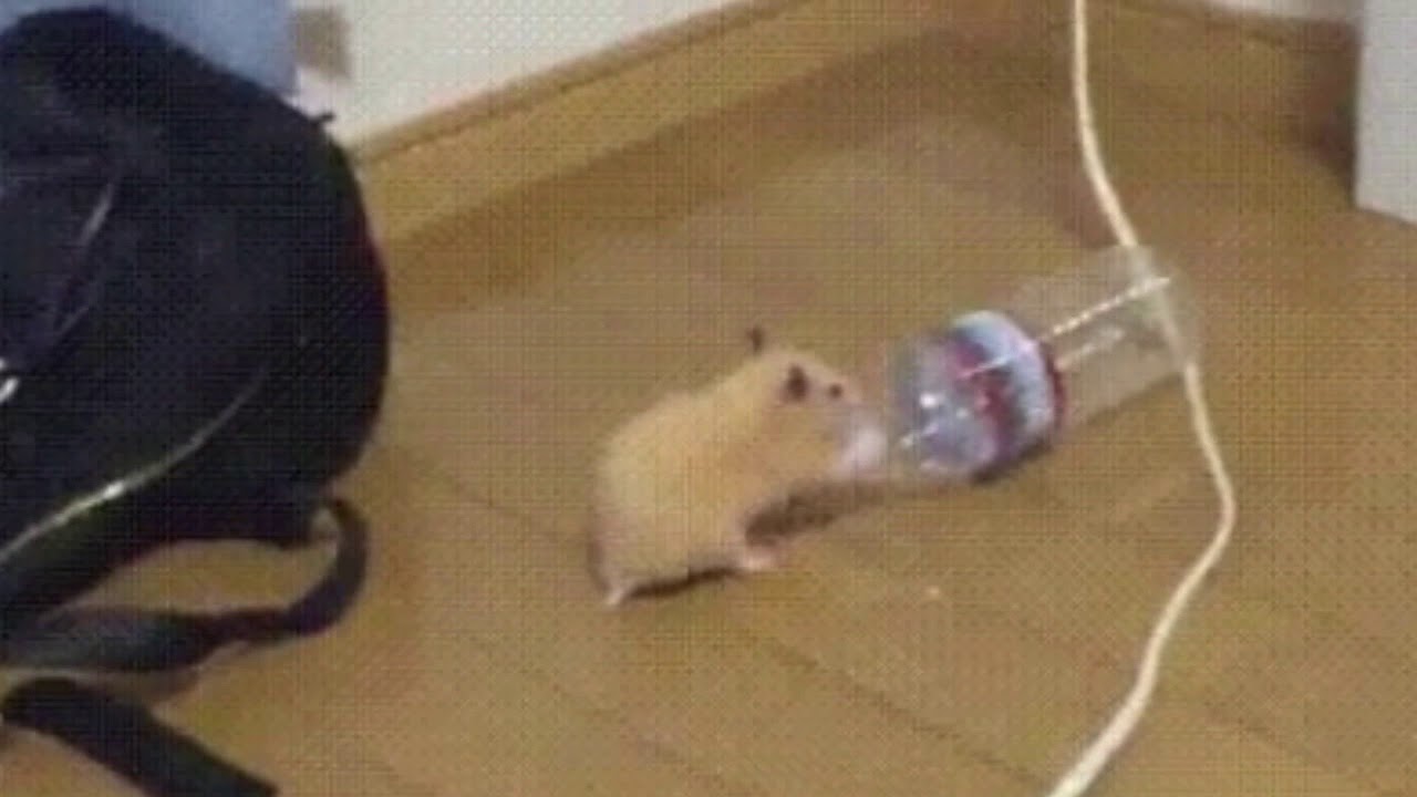 hammie boye