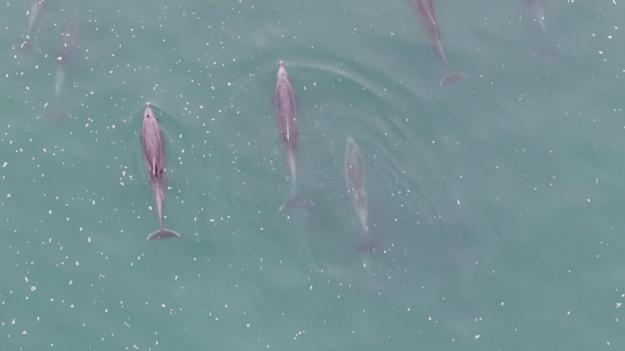 4K Mavic Zoom Drone - Baby dolphins playing off Moonstone Beach - California