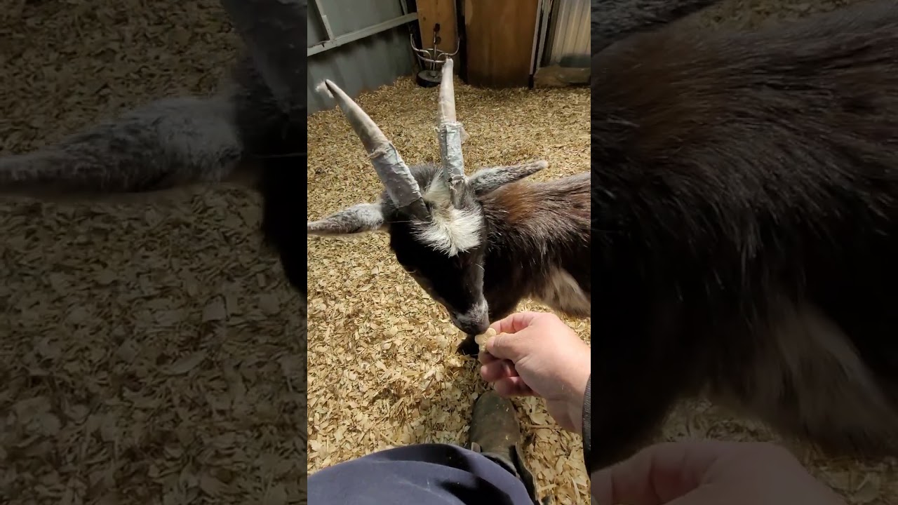 Danny and Sandy have horns coming in 