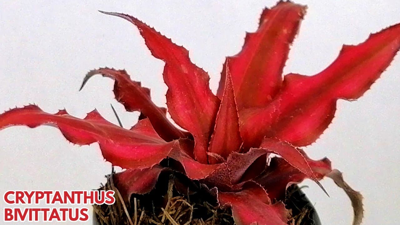 cryptanthus bivittatus  cuidados donsuculento