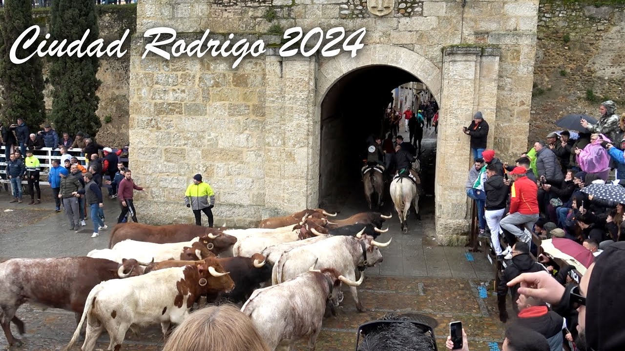 Ciudad Rodrigo 2024 Encierro a Caballo, Capea y Desencierro