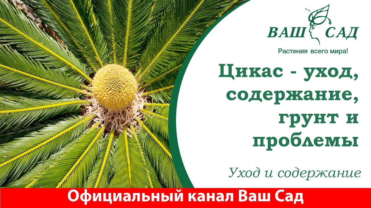 Цикас - уход за растением, выбор почвы, особенности развития и возможные проблемы.  Ваш сад