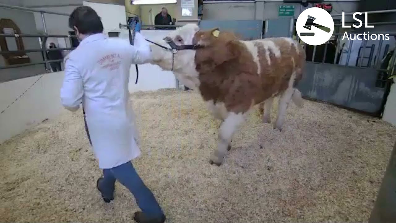 LSL Auctions - Must see from Irish Simmental Cattle Sale, Lot 3 sold for €7,200 - LSLAuctions.com