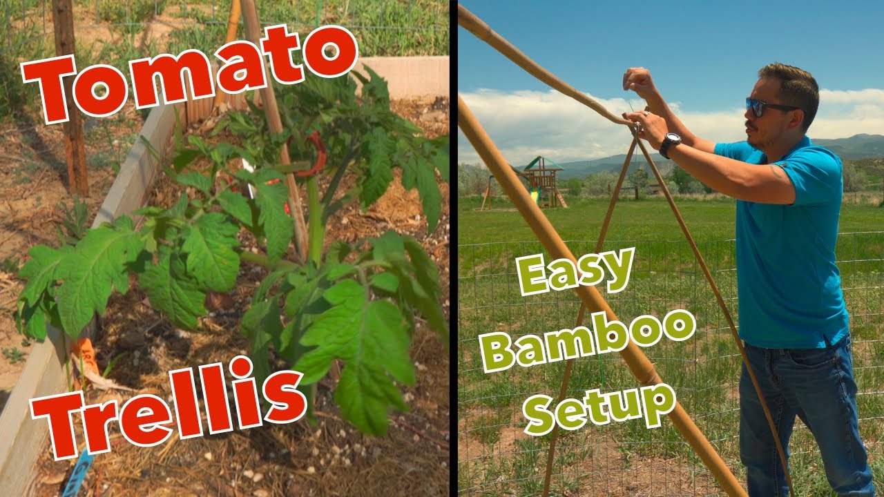 Tomato Trellis (Easy Bamboo Setup)