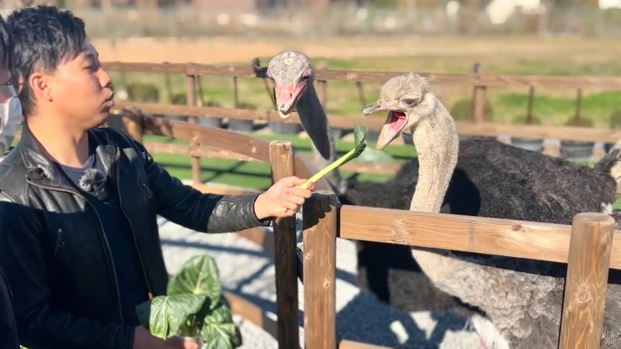 ダチョウに餌やり出来る牧場が楽し過ぎる・・・！