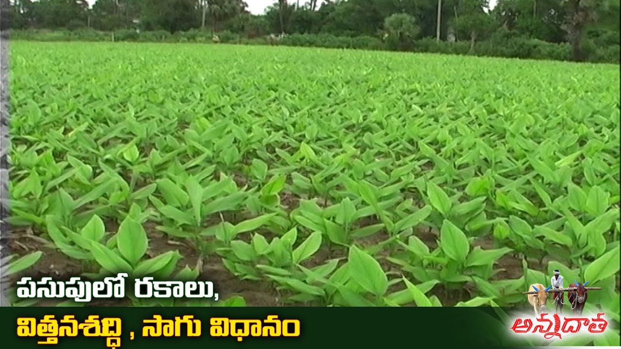 Turmeric Varieties Seed Treatment Sowing &Cultivation Tips | పసుపు సాగు
