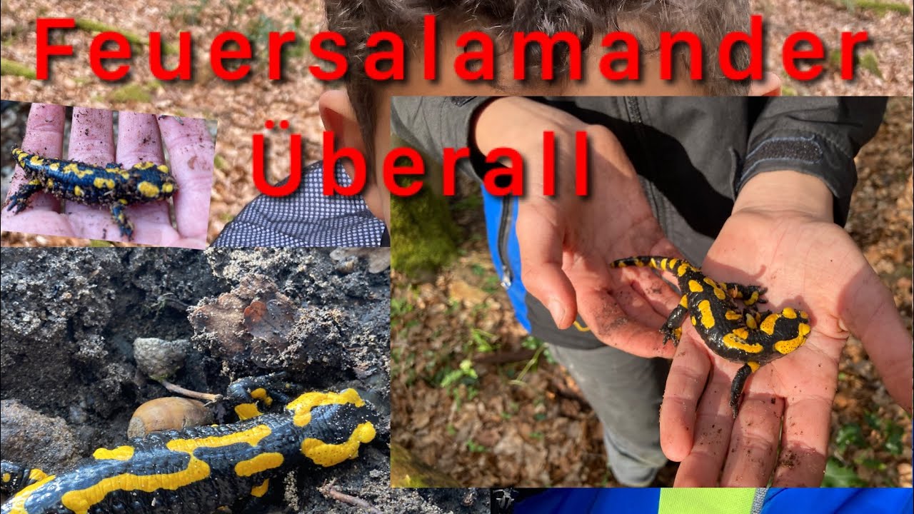Lebensraum des Feuersalamander