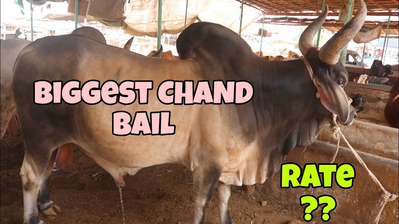 World Biggest CHAND BAIL kitnay ka hai?? | BHAINS COLONY MANDI latest rates and updates