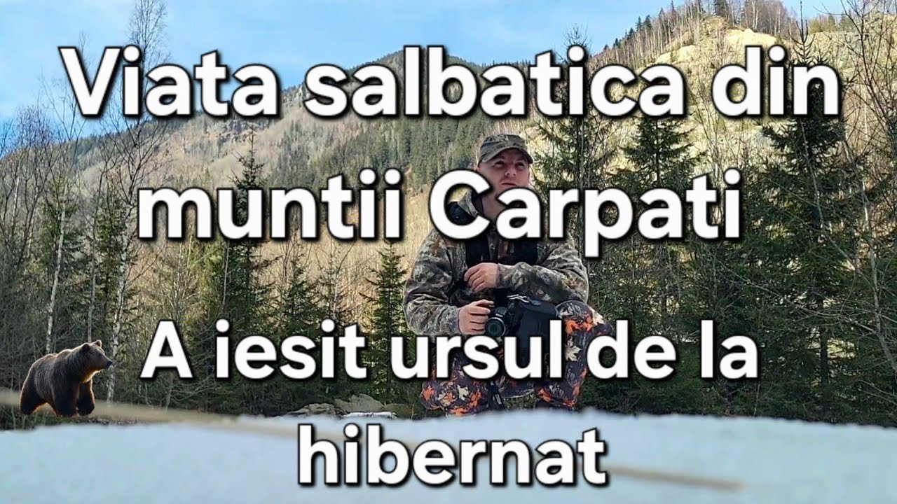 A iesit Ursul de la hibernat / Viata salbatica din Romania