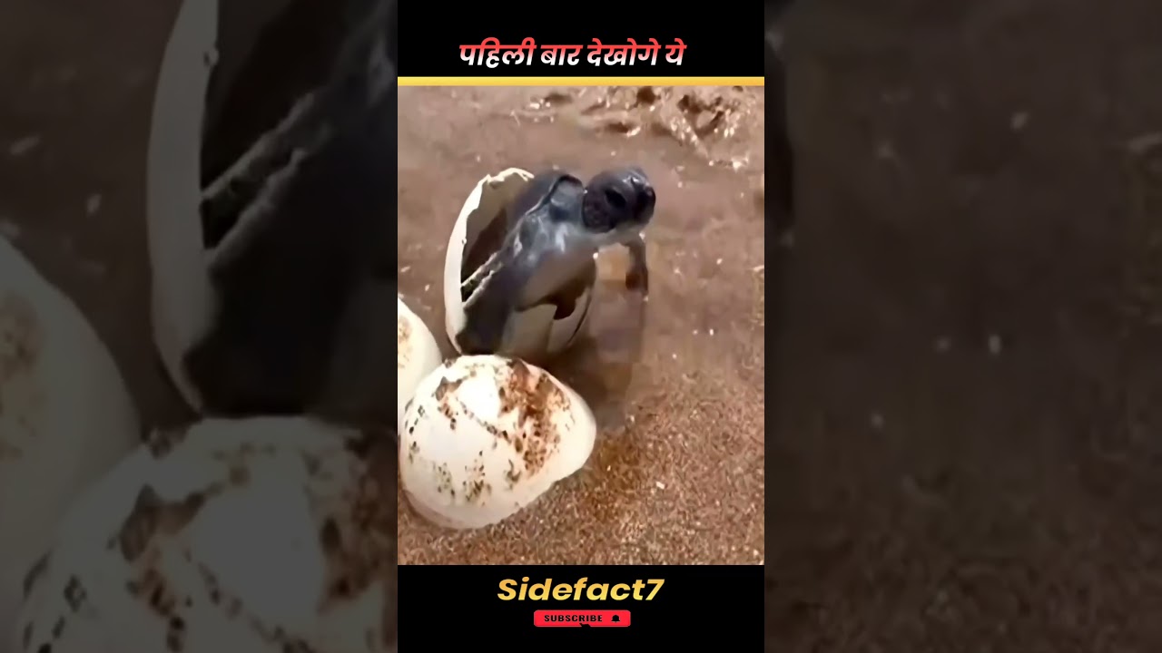 The Journey of Baby Turtles 😱 