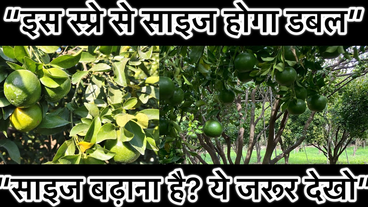 	संतरा में फल साइज डबल कैसे करें? | Potassium Nitrate + GA₃