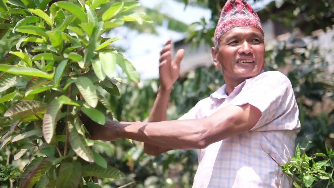 Coffee Cultivation and Gardening. कफी खेती र बगैंचा पाल्ने। Pahari Language of Nepal. पहरी भाषामा छ।