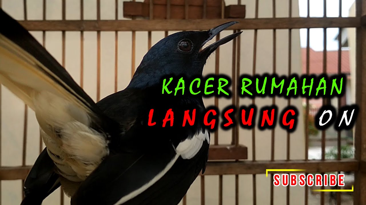ocehan malam kacer rumahan ampuh buat pancing kacer malas bunyi