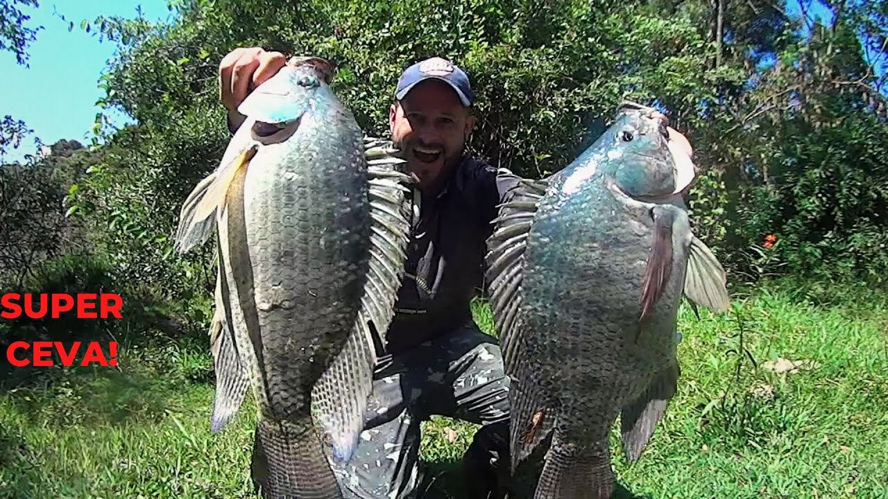 TILÁPIAS MONSTRA na SUPER CEVA Só MONSTRO a CADA FISGADA só TILÁPIA SELVAGEM #pescaria