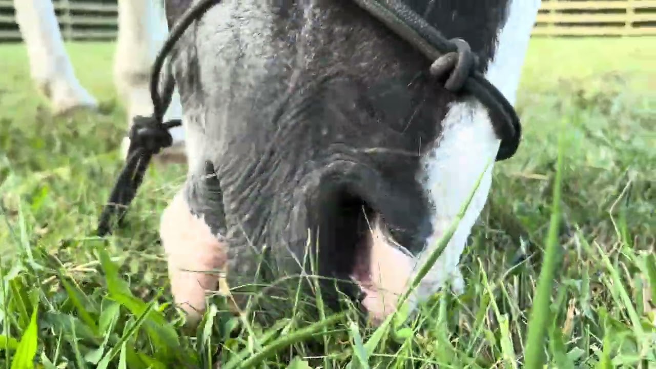 Horse Eating Grass ASMR 🐴 | Peaceful Farm Life Sounds