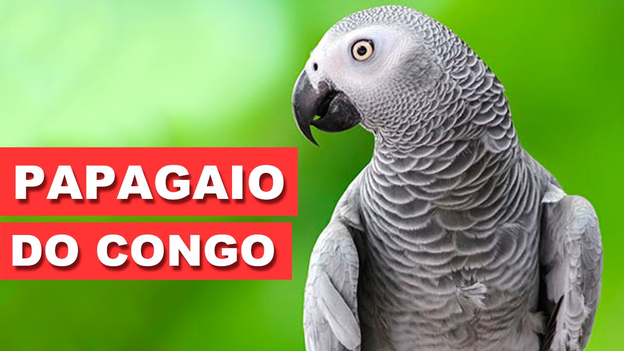 Papagaio do Congo - Papo com o dono