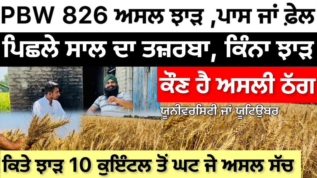 PBW 826 wheat variety ਅਸਲ ਸੱਚਾਈ ਪਿਛਲੇ ਸਾਲ ਦਾ ਤਜ਼ਰਬਾ , ਚੰਗੀ ਜਾ ਮਾੜੀ