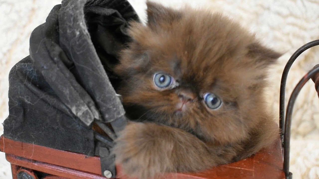 OH NO! Iris's 4 1/2 Week Old Chocolate Persian Kitten Photo Bomb