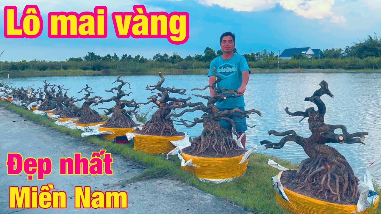 Lô mai vàng đẹp nhất miền nam | mai vàng miền nam | ngày 7/11/2024