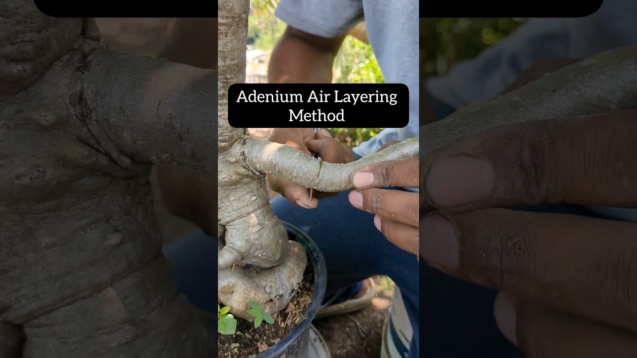 Adenium air layering easy technique #shorts