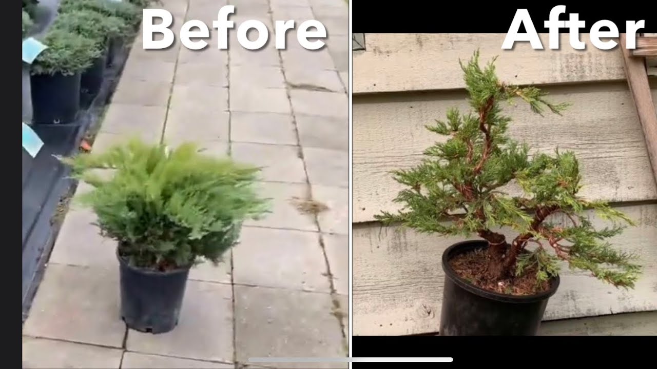 Juniper Nursery Stock Into Bonsai