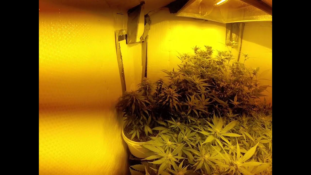 2000 watt aeroflo grow 21 days into flowering!!