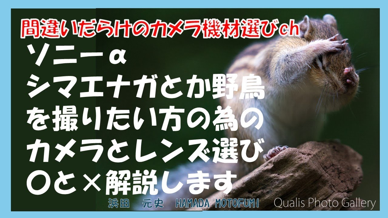 間違いだらけのカメラ機材選びch 「今から準備？ソニーαシマエナガとか野鳥を撮りたい方の為のカメラとレンズ選び〇と×解説します」