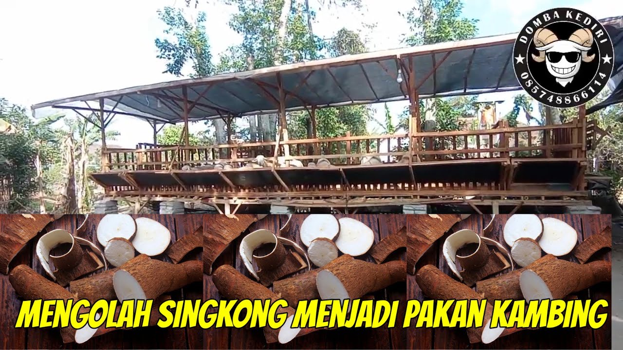 Cara Mengolah Singkong Untuk Pakan Kambing Domba Agar Racunnya Hilang