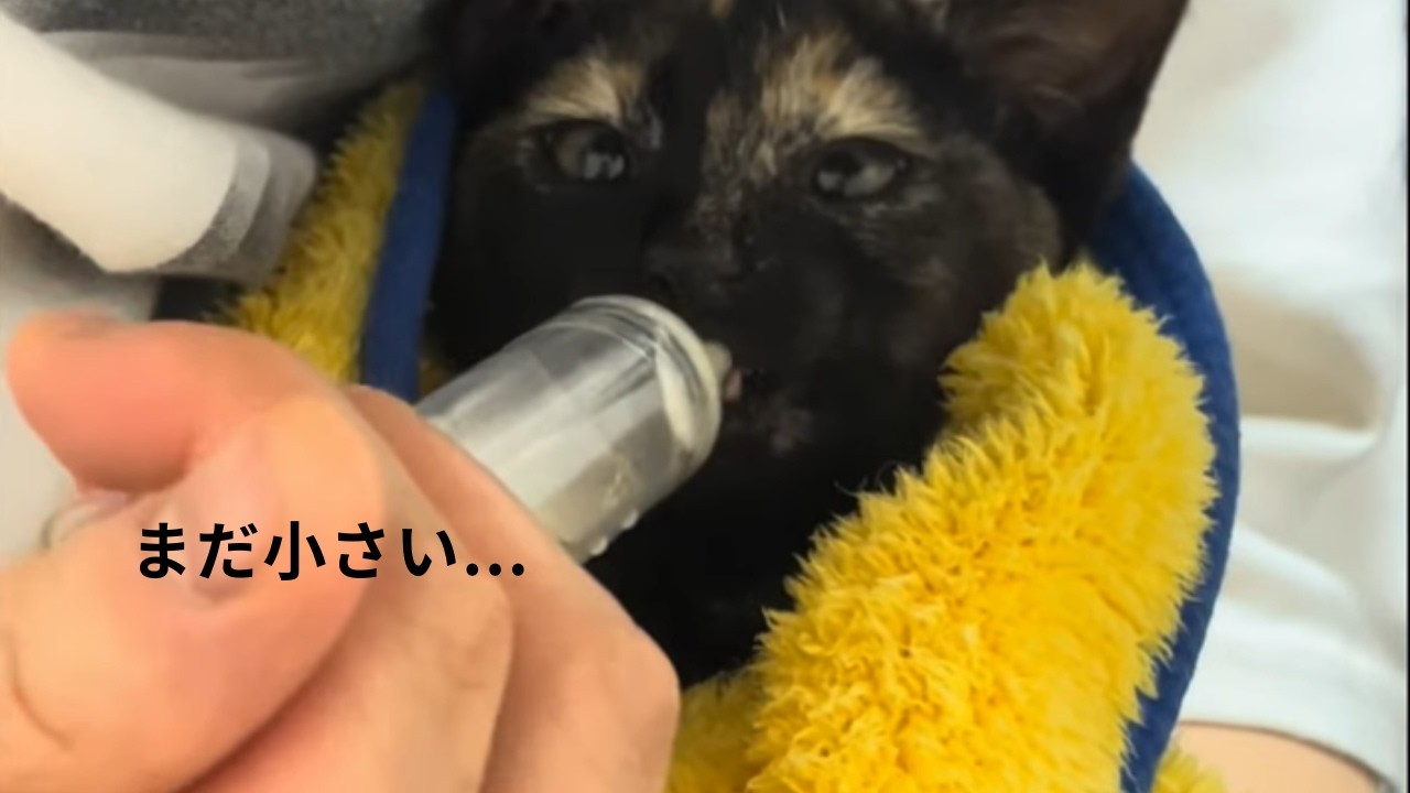 【保護猫】生後4か月。家に来たばかりのサビ猫。