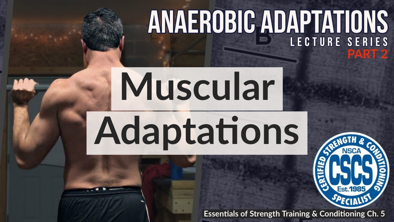 Muscular Adaptations to Anaerobic Training | CSCS Chapter 5