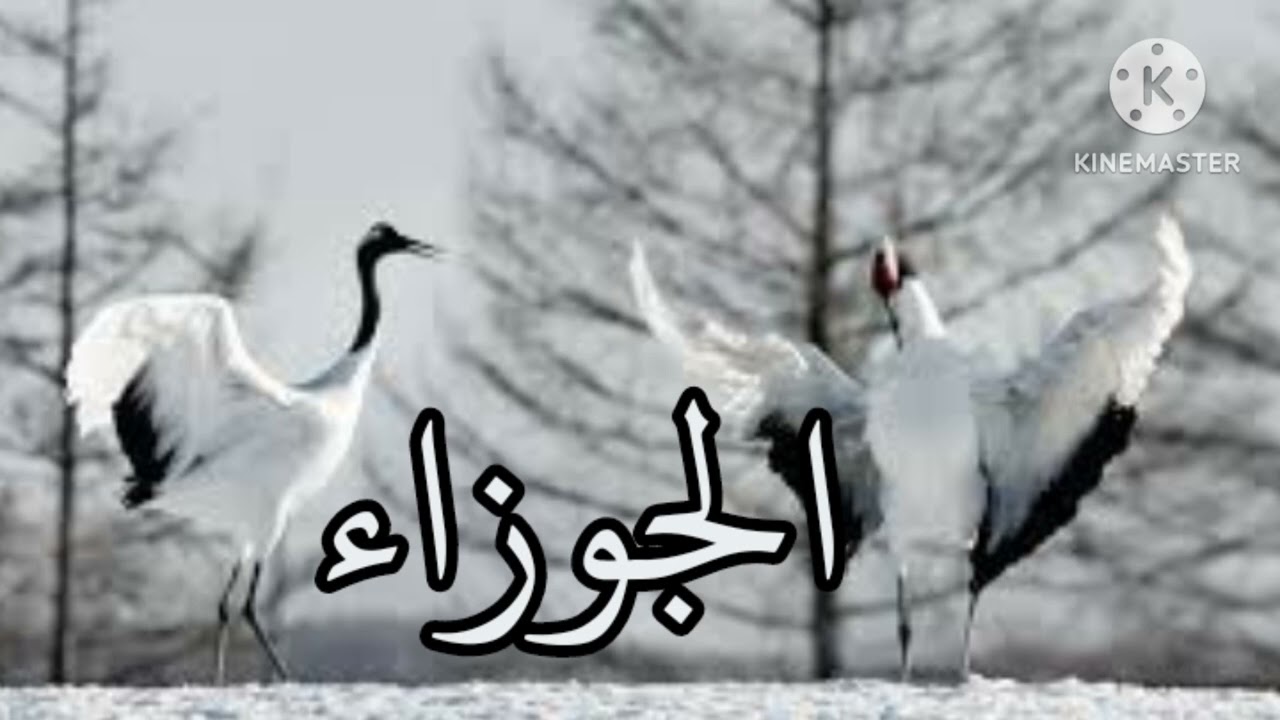 #الجوزاء 🚨💯حبل  قوي وحبل ضعيف...  وكلمه سر... وخارج كسباااان كساب كسبان   بالتلاته