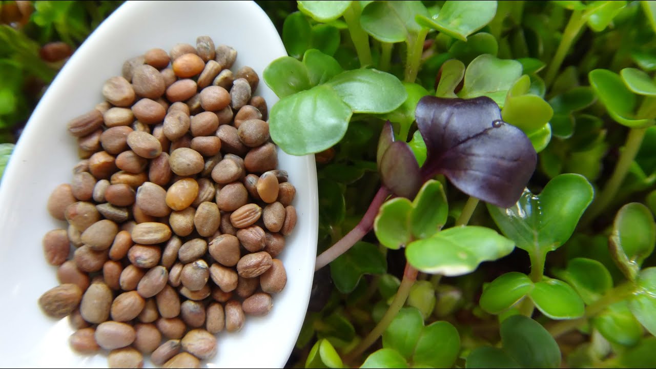 How to Grow Radish Sprouts / Radish Microgreens