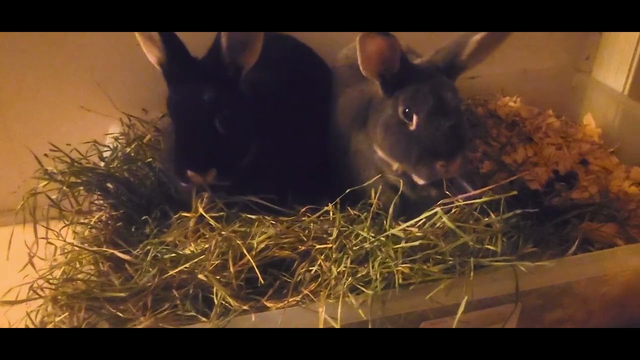 Bunnies in the hay