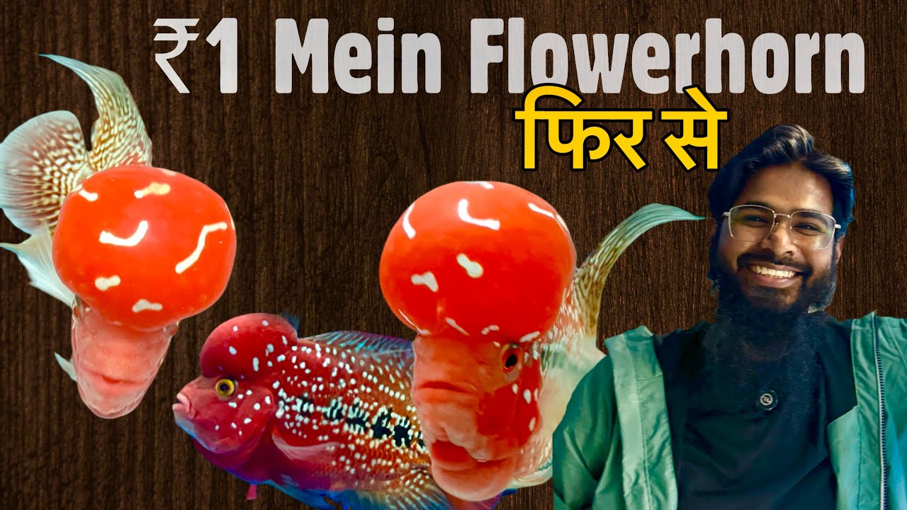 Sirf ₹1 Mein Kamfa Flowerhorn at 9.9 India Fish Aquarium, Kurla West, Mumbai
