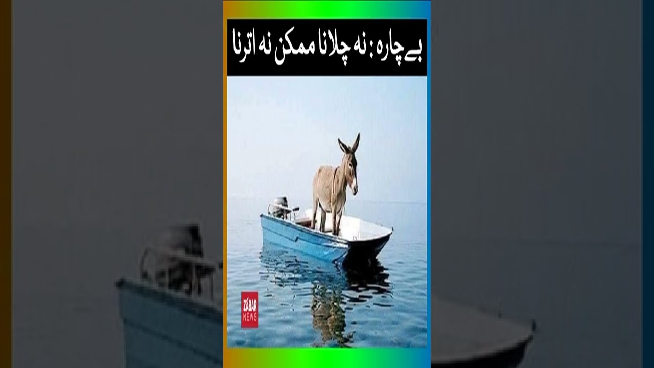 Shahbaz Sharif's PMLN Government Is In Big Trouble | Memes By PTI | #shorts