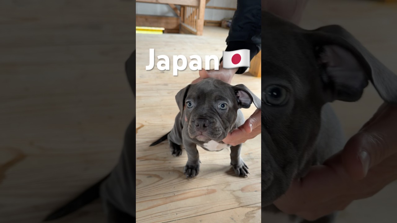 『アメリカンブリー』 American bully 可愛いワンちゃん！？