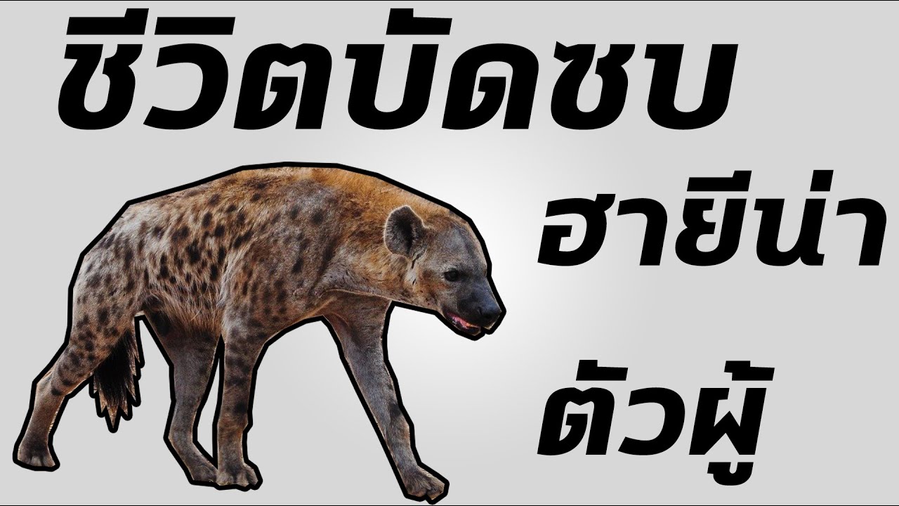 ชีวิตบัดซบของ ฮายีน่า ตัวผู้ หมาป่าผู้อาภัพ ตัวผู้อายุสั้นกว่าตัวเมียหนึ่งเท่า