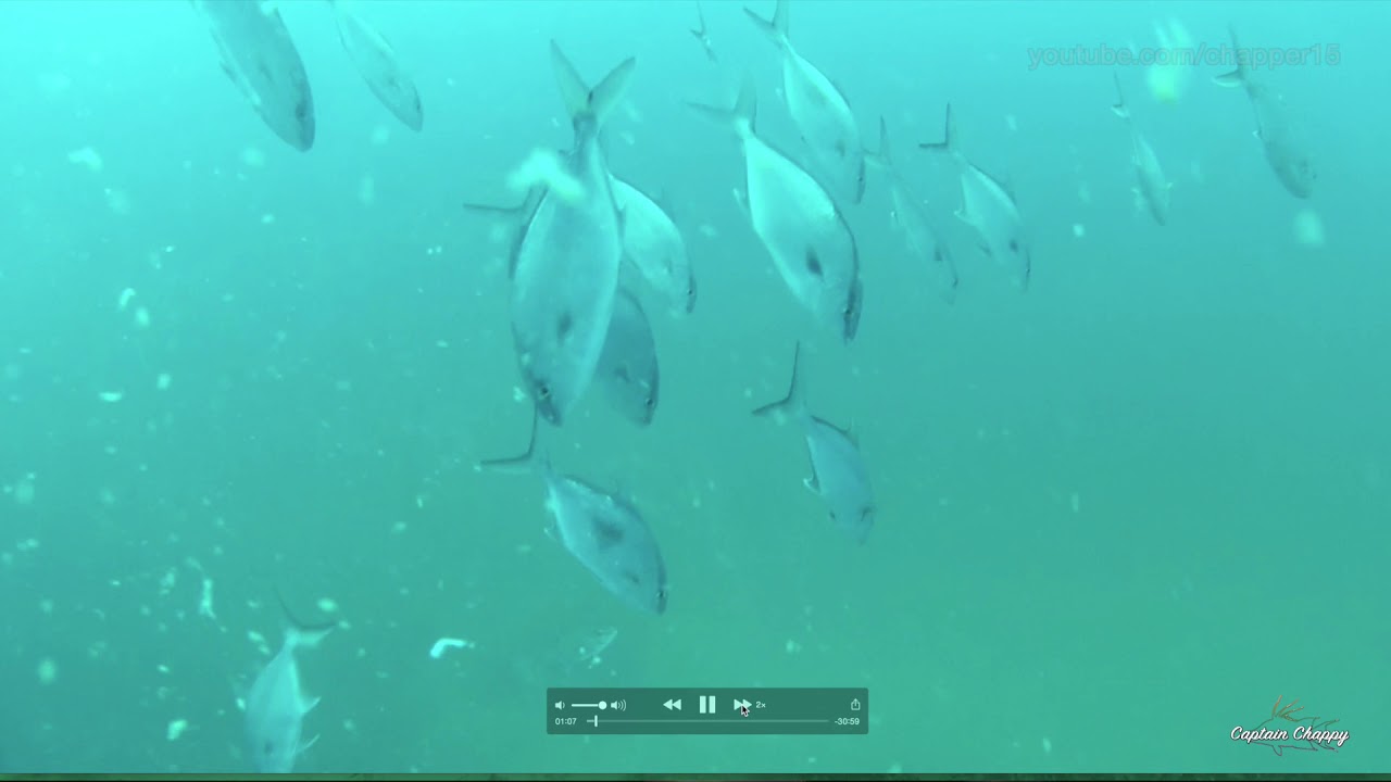 Gulf of Mexico Pipeline Fishing - What is it and what lives there?