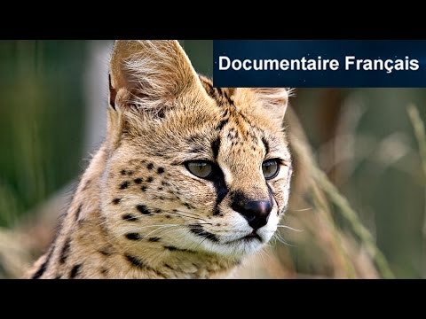 Les Animaux Hybrides (Documentaire Fran&ccedil;ais)