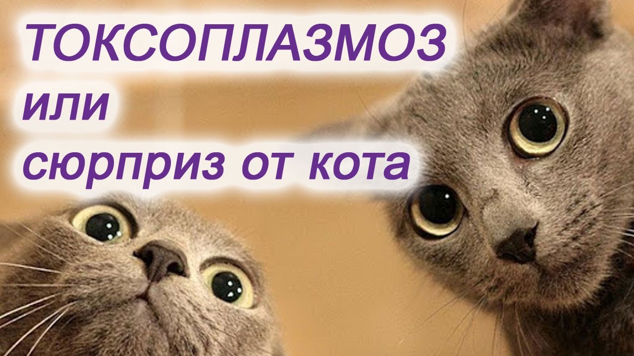 Токсоплазмоз или сюрприз от кота / Другая медицина / Доктор Черепанов