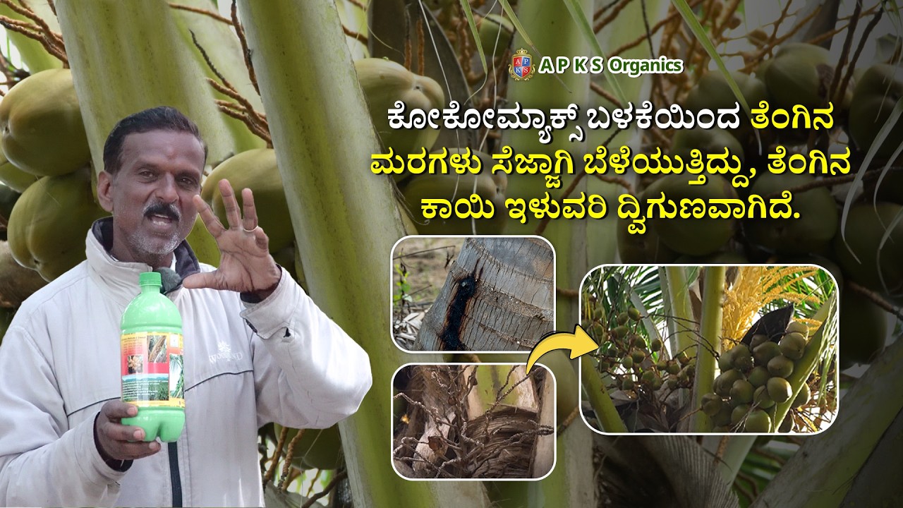 Coconut Farmer Mr. Jawahar Shetty from Mysore Shares His Results!