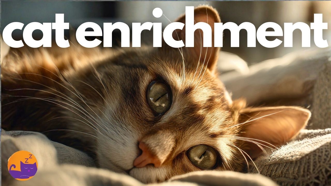 Play This for A Happier Cat 🐱 Soothing Comforting Feline Lullabies ❤️‍🩹