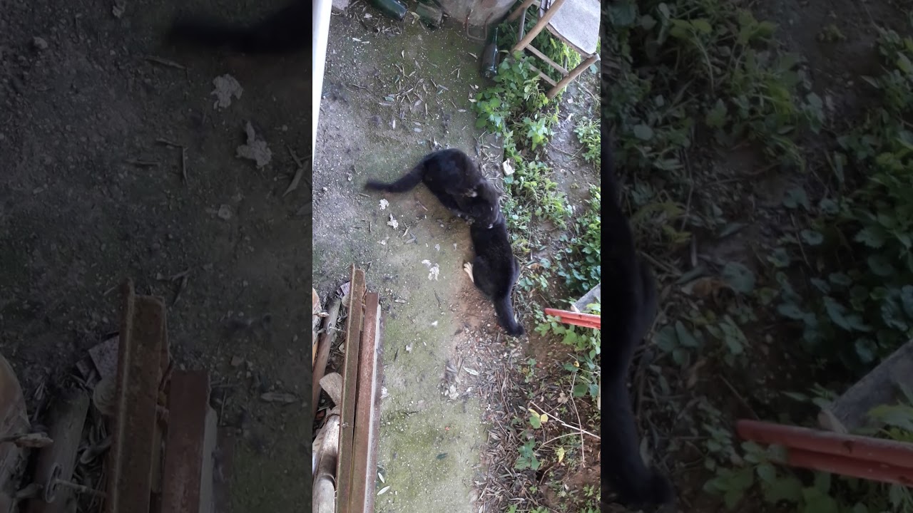 Gatti che litigano e fanno a schiaffi