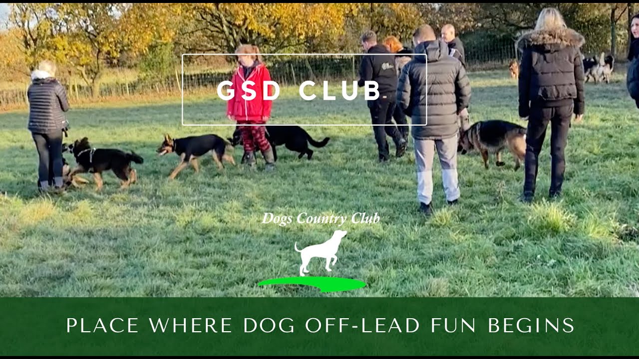 German Shepherd Club Off-Lead Play Sessions