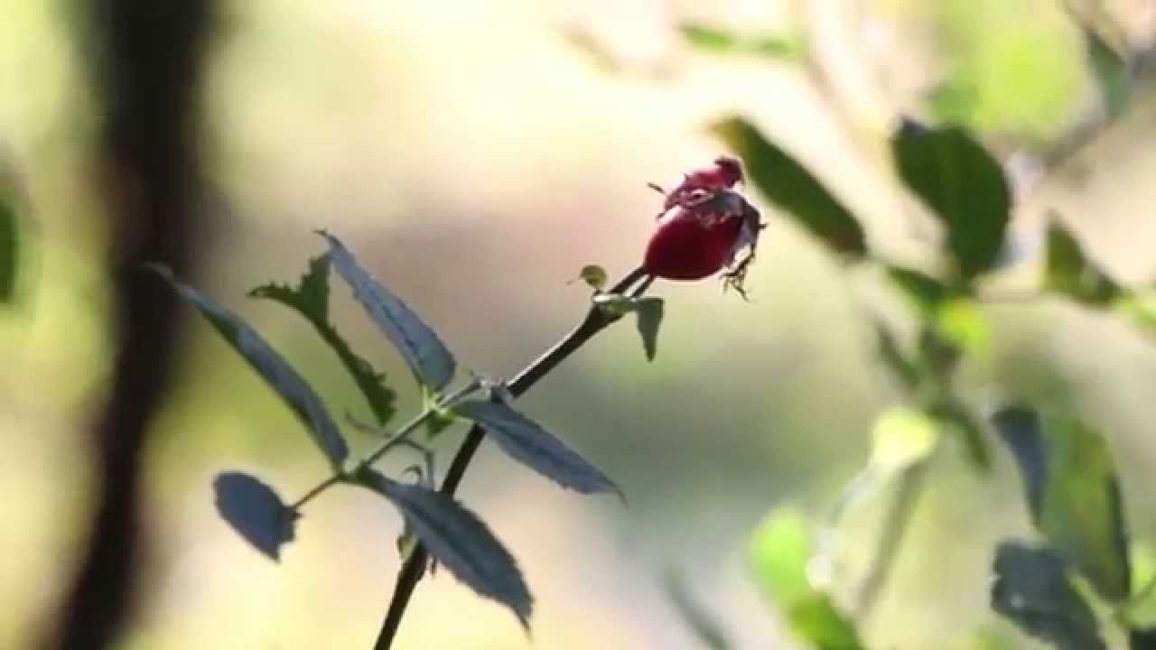 PÁSLO DIEVČA PÁVY (husle a píšťala)
