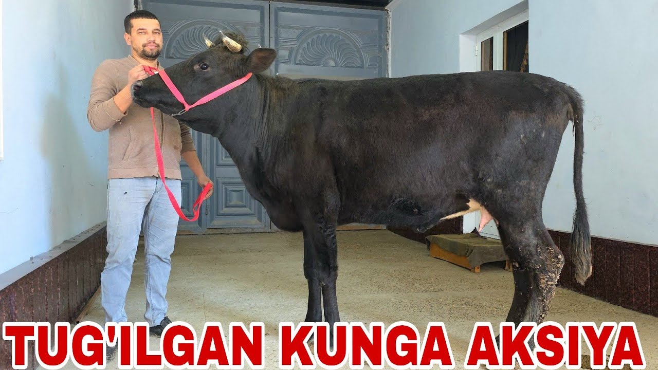 Azamat ukamizdan tug'ulgankun uchun mollar aksiyaga tushdi 21-fevral, 2026