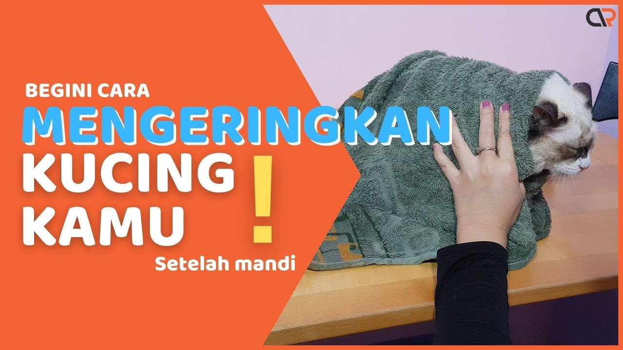 CARA MENGERINGKAN BULU KUCING HINGGA KERING SEMPURNA